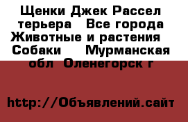 Щенки Джек Рассел терьера - Все города Животные и растения » Собаки   . Мурманская обл.,Оленегорск г.